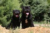 STAFFIE 389